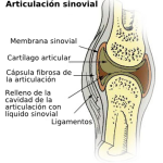 300px-Illu_synovial_joint.es