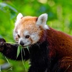 red-panda-958256__180
