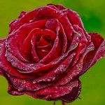 rose-695215__180 (1)
