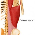 Músculo Dorsal Ancho