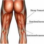 Anatomía palpatoria: músculo semimembranoso