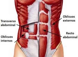 Músculo recto anterior abdomen