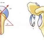 superficies articulares articulación glenohumeral