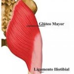 anatomía: músculo glúteo mayor