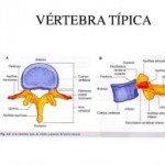 vertebra típica