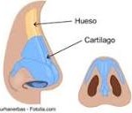 tipos de cartilago