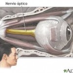 nervio óptico