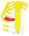 musculos intercostales internos