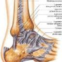 ligamentos articulación mediotarsiana del tobillo