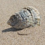 seashell-140746__180